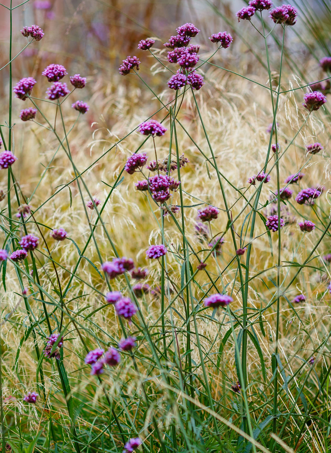 files/Verbena2.jpg